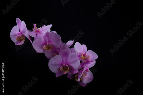 orchid on a blck background dark art 