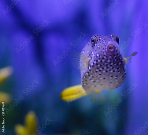 Coral reef fish against a colourful background