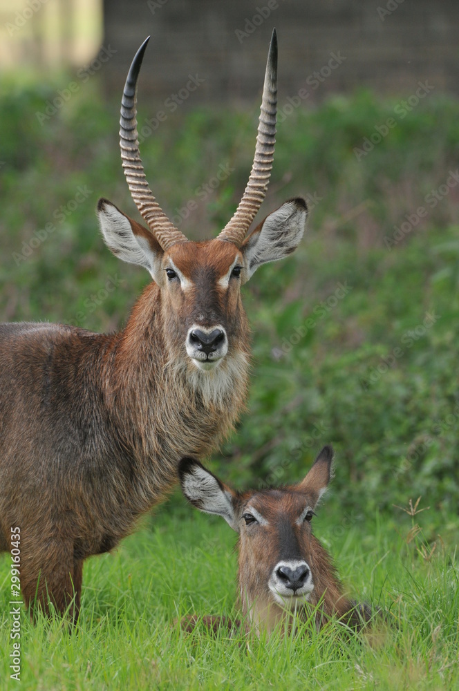 antilope