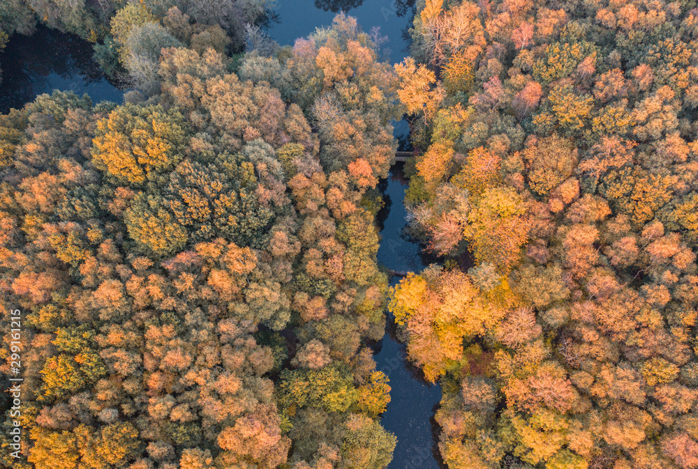 Top Down Aerial View over Autumnal Forest