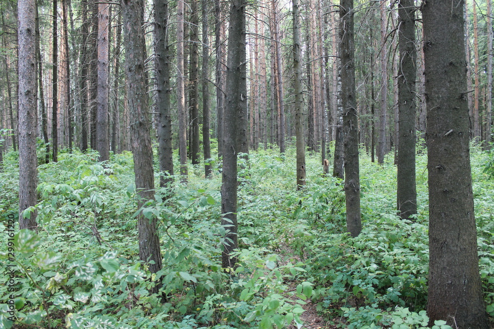 Fototapeta premium trees in forest