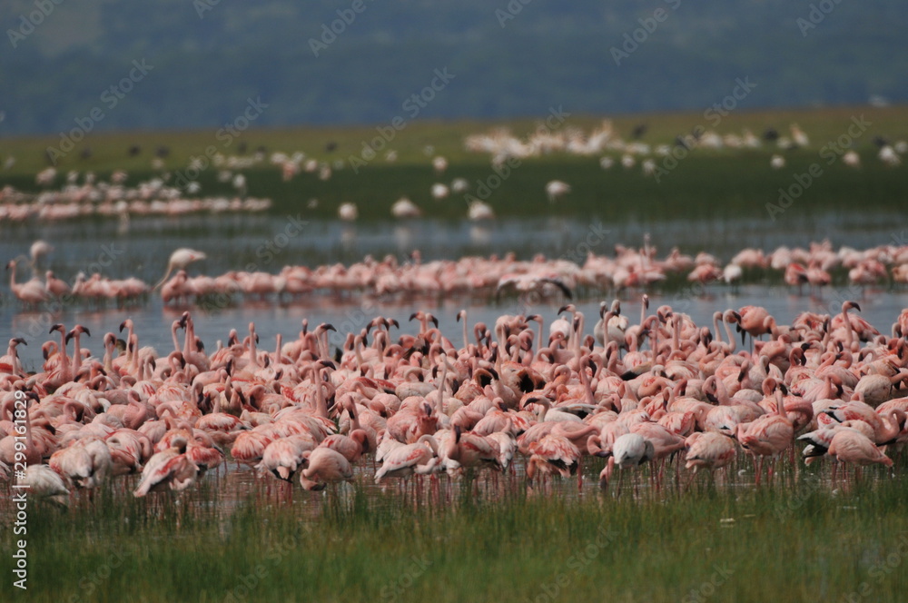 Obraz premium flamand rose