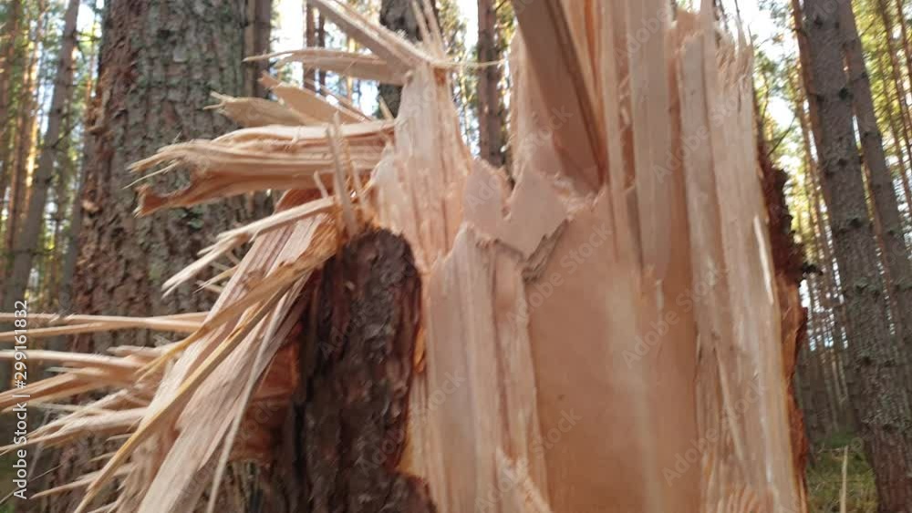 Hurricane broken trees. Trees felled by the wind. Hurricane broken trees. Trees felled by the wind.