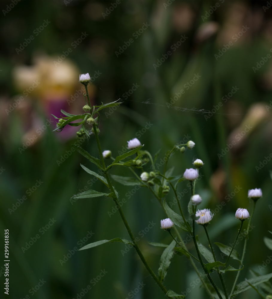 Thin spider webs braided flowering plants of white chamomile against the background of yellowing greenery. Indian summer. Thin spider webs braided flowering plants of white chamomile against the background of yellowing greenery. Indian summer.