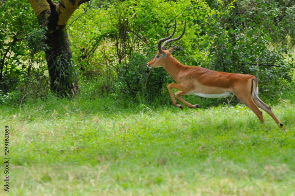 antilope antilope