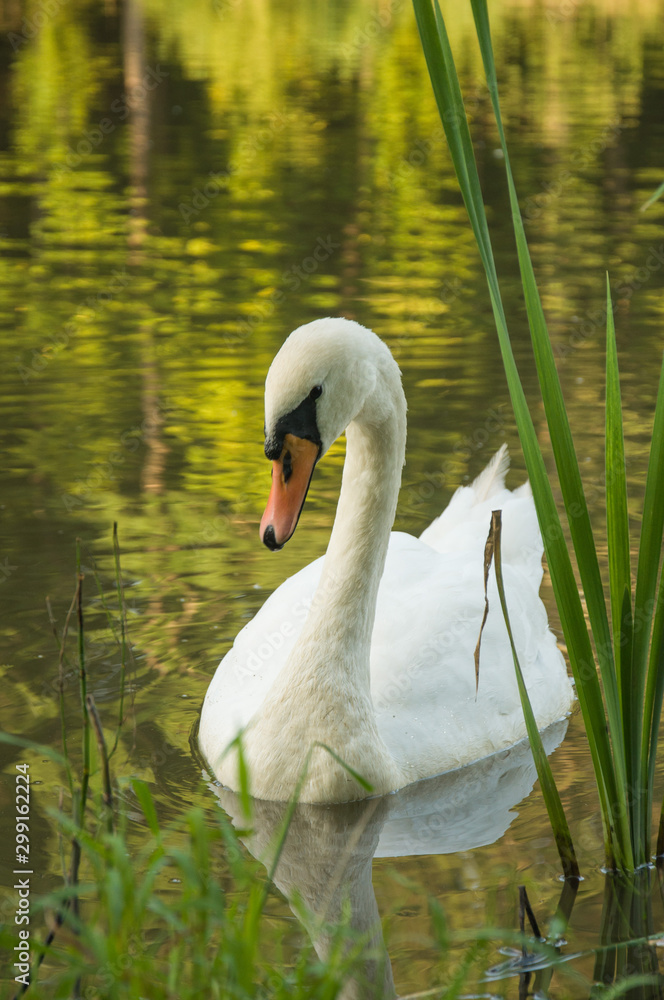 Beautiful, big, white swan swims on the lake. Beautiful, big, white swan swims on the lake.