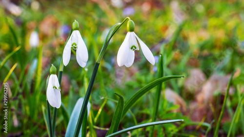 White tender snowdrops in the forest among the greens_