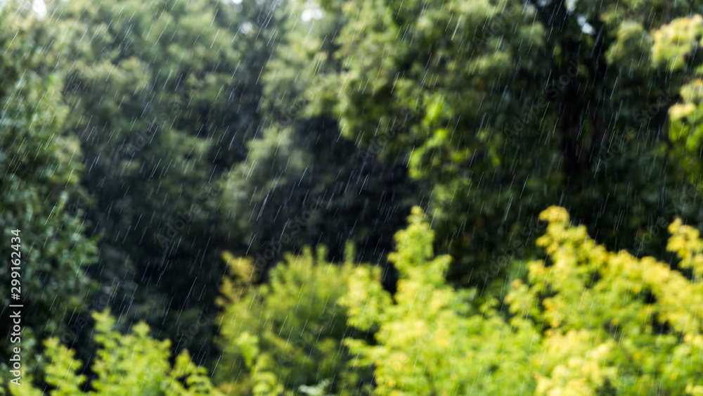 rain falling on blurry green forest background with direct sunlight Stock  Photo | Adobe Stock
