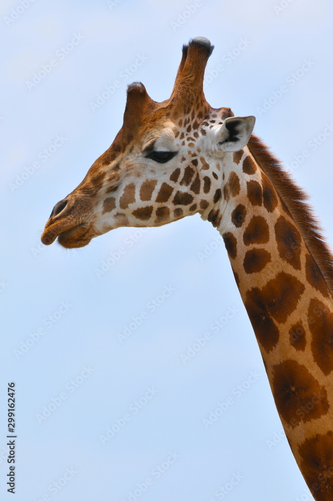 tête de girafe tête de girafe