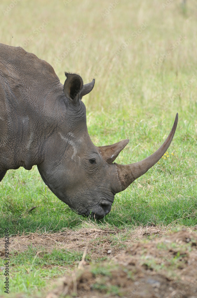 Obraz premium rhinoceros