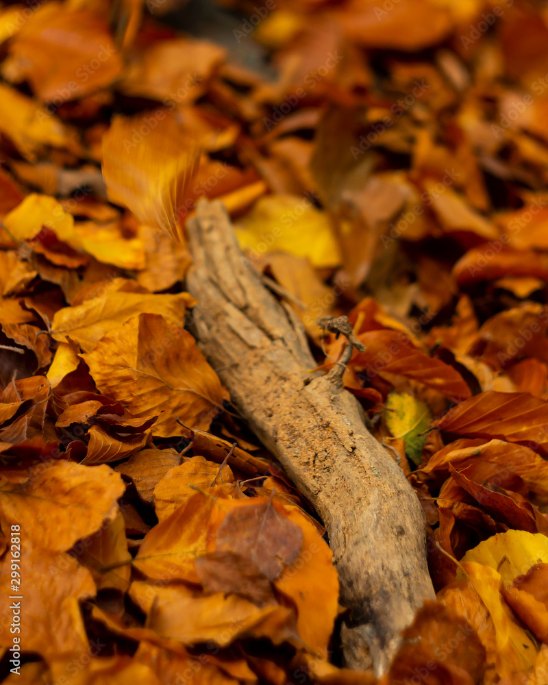 autumn leaves and a piece of old wood autumn leaves and a piece of old wood