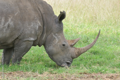 rhinocer