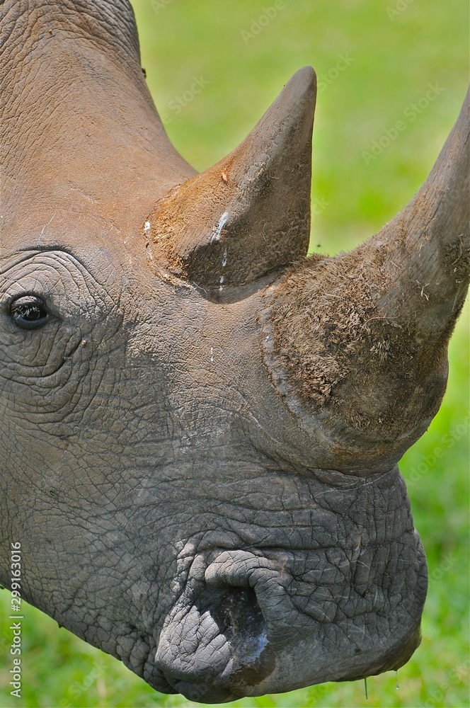 Fototapeta premium rhinoceros