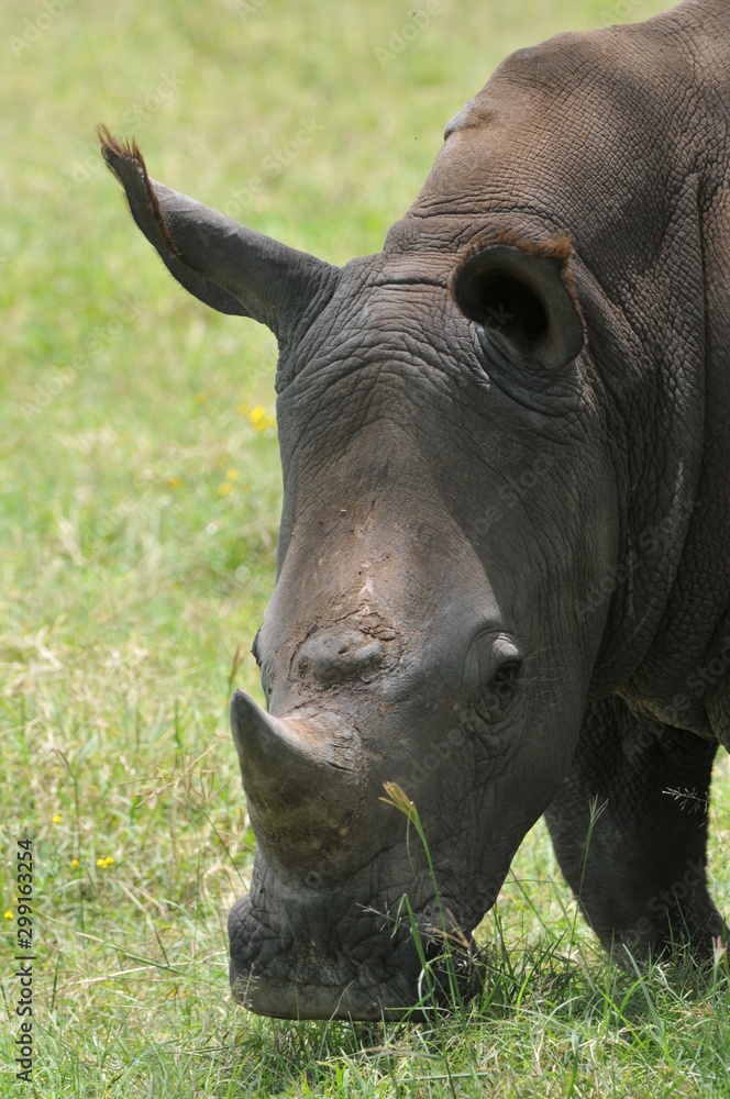 Obraz premium rhinoceros