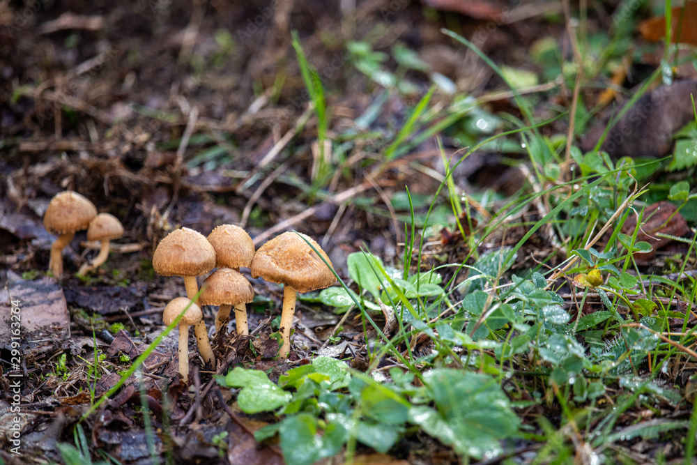 Champignon Champignon