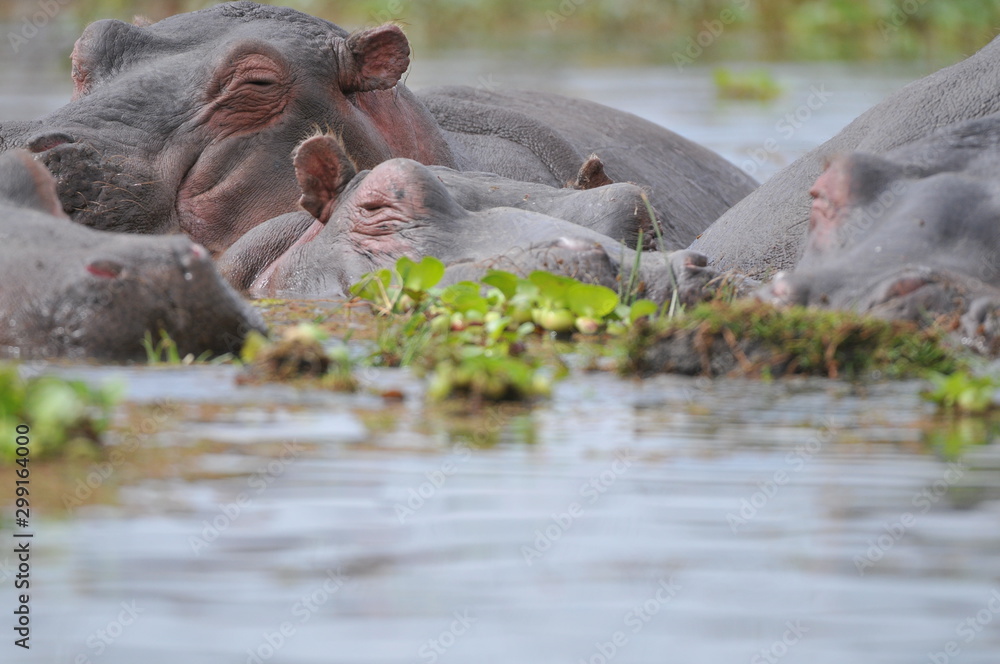 Fototapeta premium hippopotame
