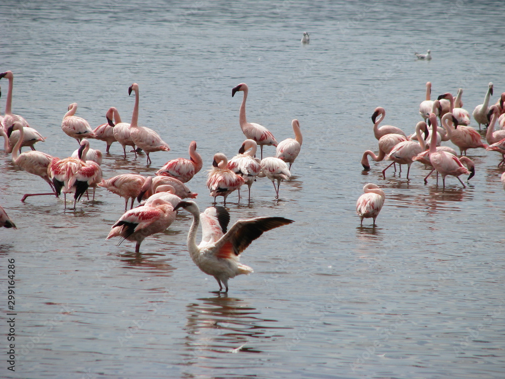 Naklejka premium flamand rose