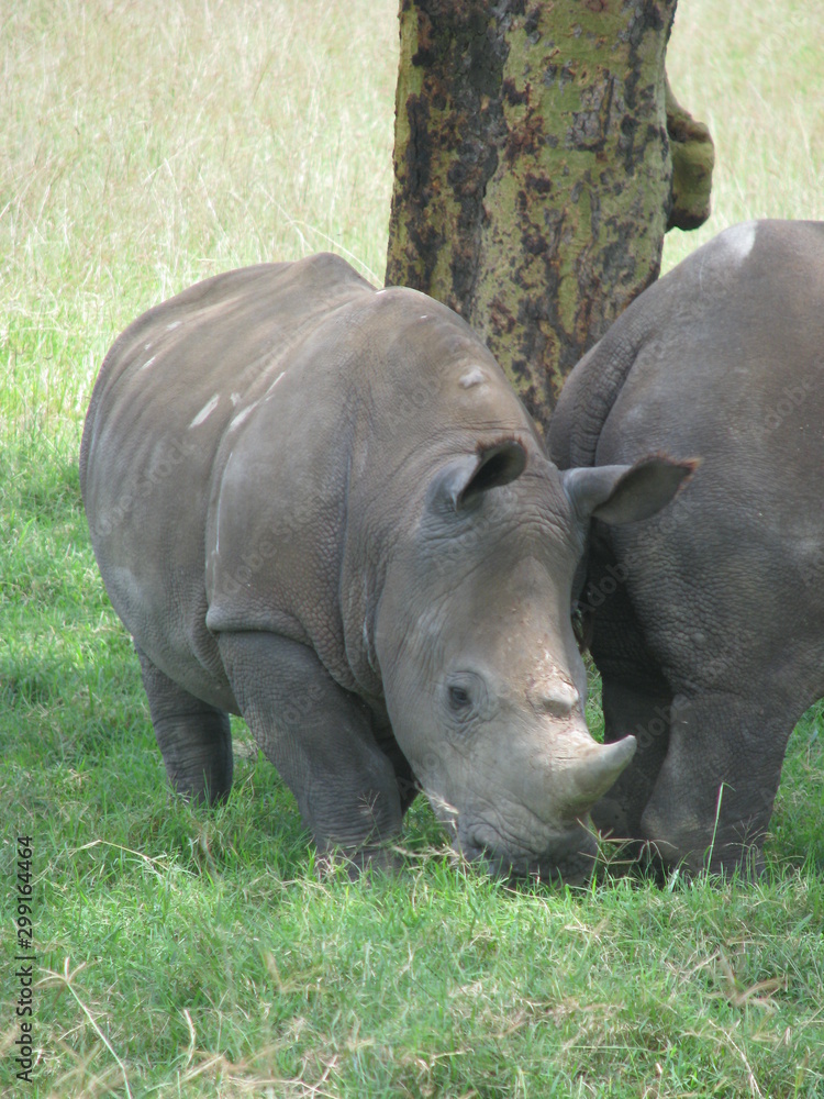 Obraz premium rhinoceros