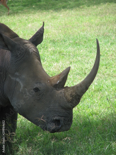 rhinoceros © netaddict21