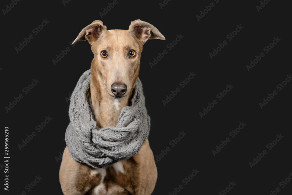 Stunning greyhound poses on dark grey background