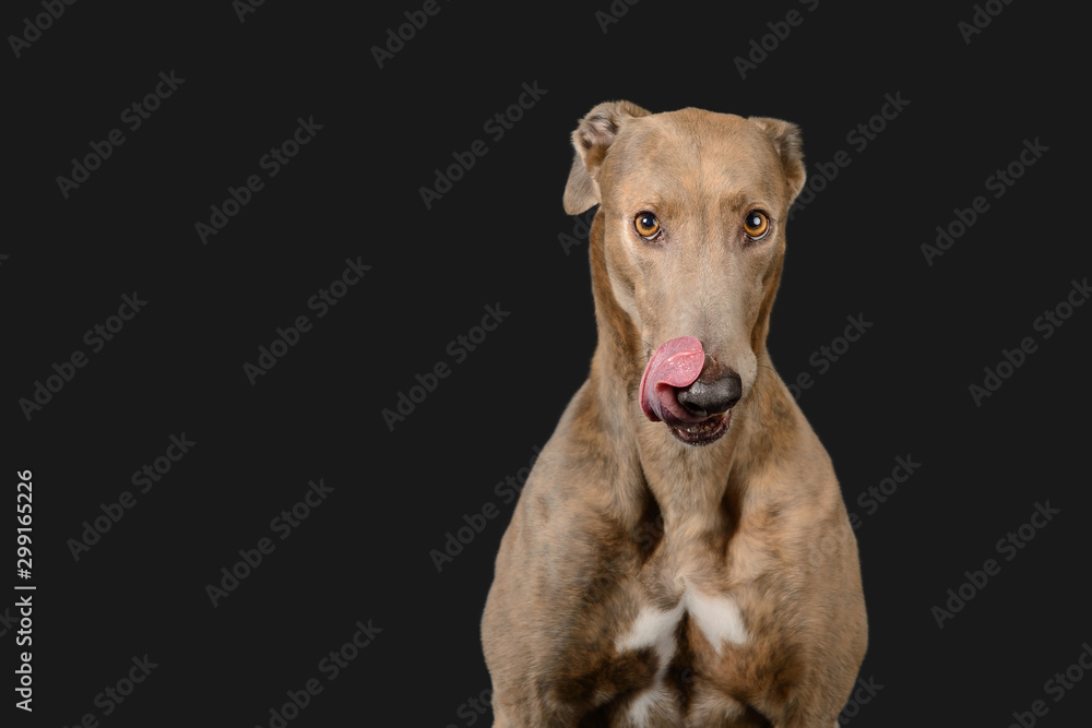 Stunning greyhound poses on dark grey background