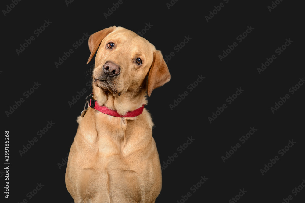 Labrador poses on dark grey background Labrador poses on dark grey background