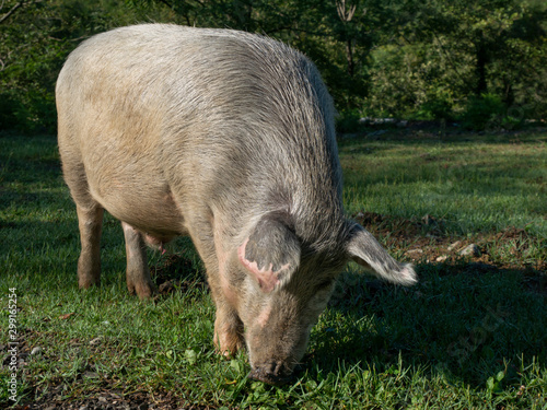Big pig standing on a grass lawn.