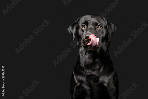 Canvas Print Labrador poses on dark grey background