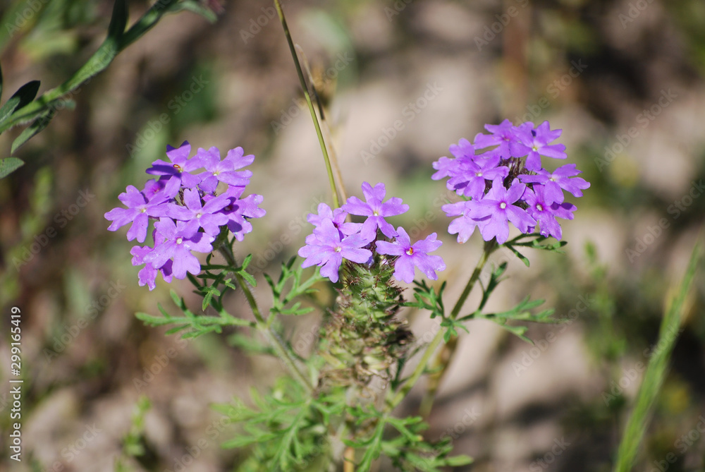 purple green plants rustic country farm ranch texas purple green plants rustic country farm ranch texas