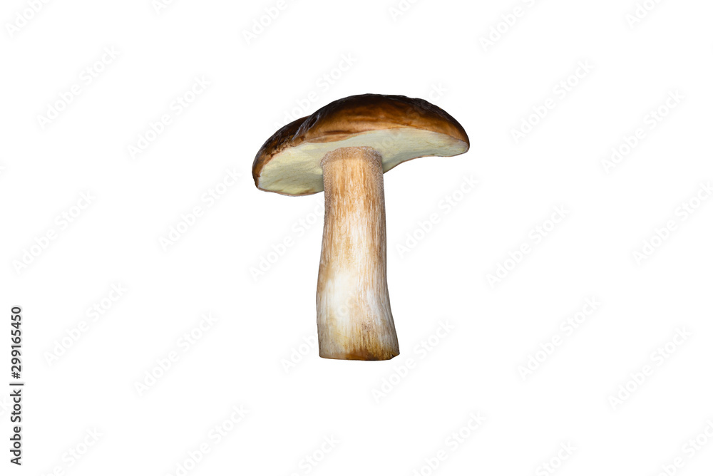 Standing one fungus bay bolete, isolated on white background with clipping path. Standing one fungus bay bolete, isolated on white background with clipping path.