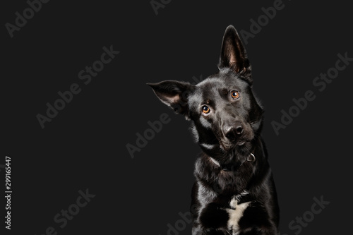 Black working dog poses on dark grey background