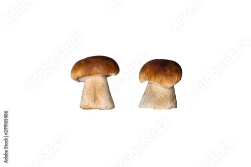 Standing one fungus Boletus edulis, isolated on white background with clipping path.