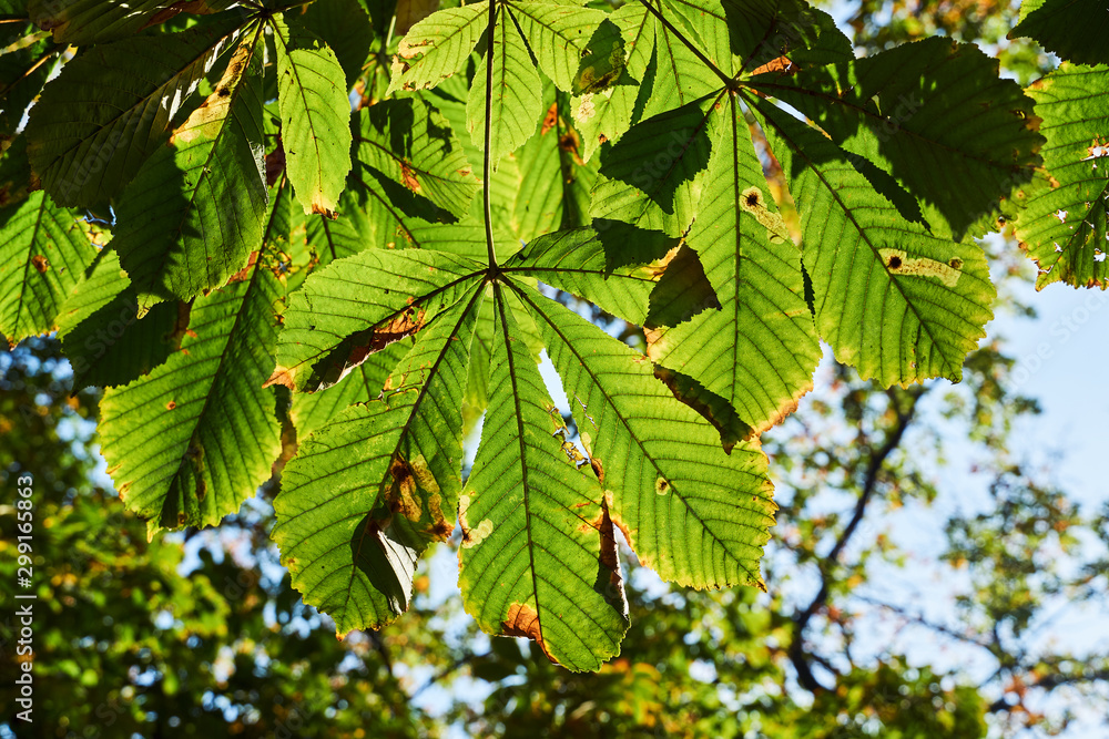 Sunlit buckeye leaf during autumn in Poland. Sunlit buckeye leaf during autumn in Poland.