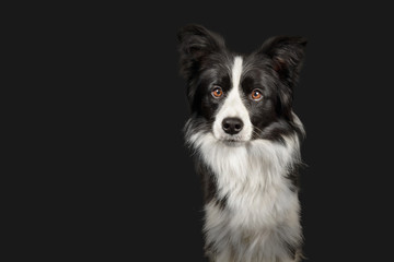 Black and white border collie on dark grey background