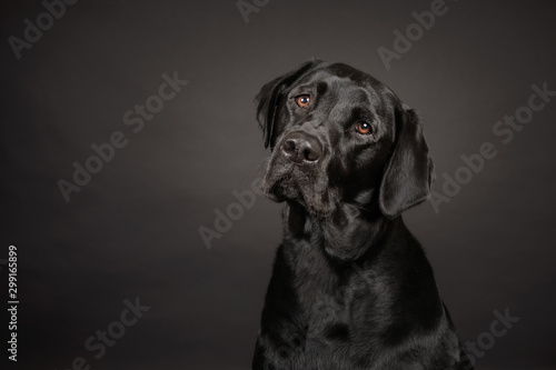Fotografi Labrador poses on dark grey background