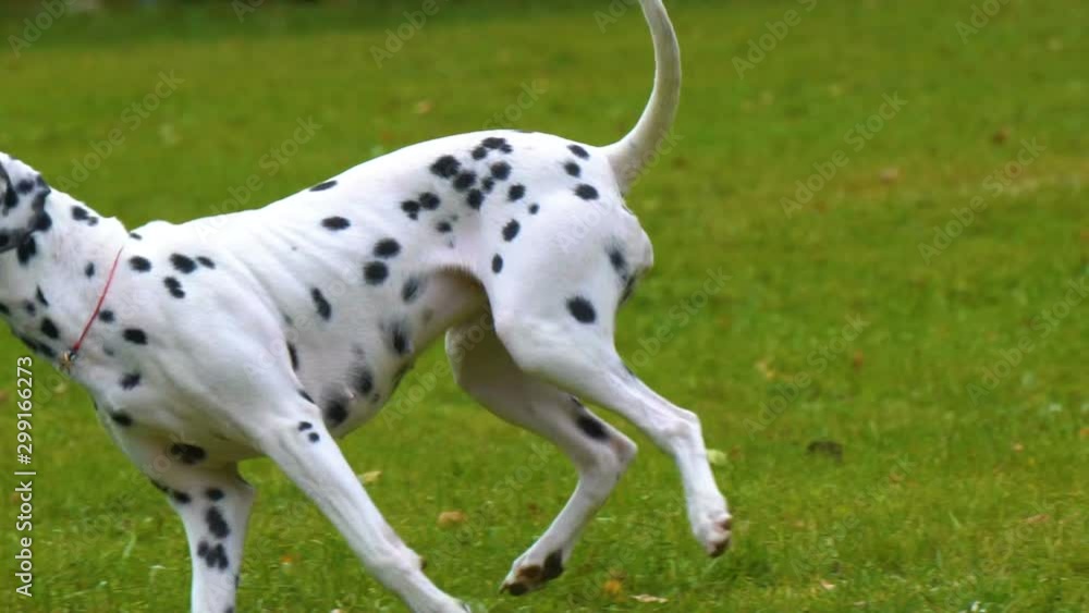 Dalmatian dog running with the disc in slow-motion Dalmatian dog running with the disc in slow-motion
