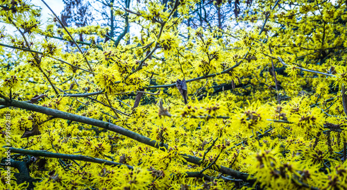 gelbe Blüten der Zaubernuss im Winter