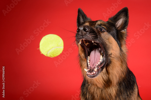 Photography Hilarious german shepherd dog catches tennis ball on red background