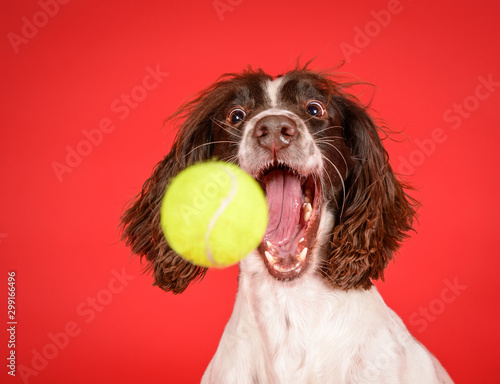Photography Hilarious spaniel dog catches tennis ball on red background