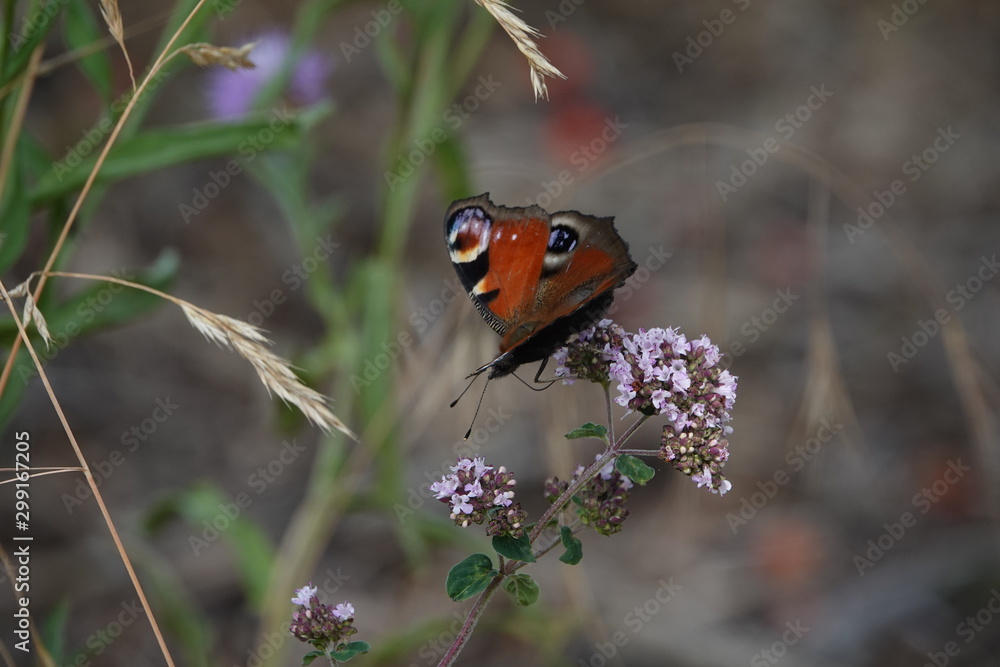 schmetterling20 schmetterling20