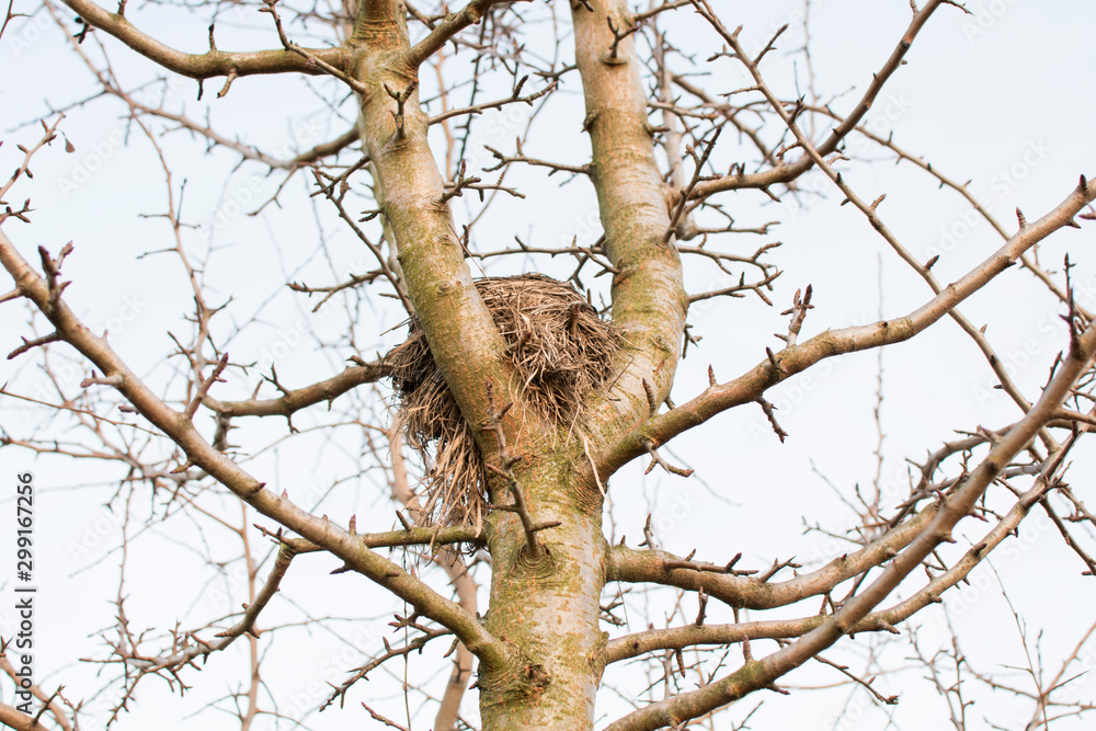Bird's nest in a tree