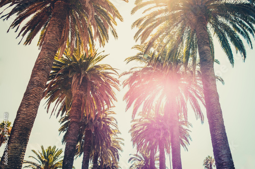 palm trees and sky - palm tree alley way  -