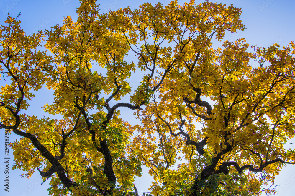 Autumn tree. Large crown of Centuries-old Oak (Quercus) tree. Twisted curved branches of the tree. Autumn tree. Large crown of Centuries-old Oak (Quercus) tree. Twisted curved branches of the tree.