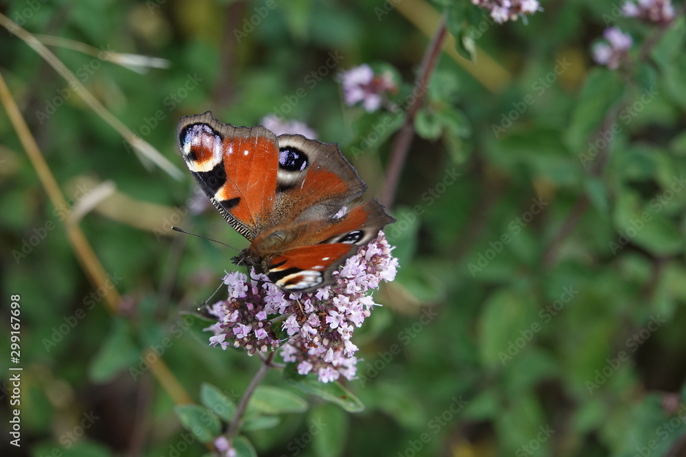 schmetterling4 schmetterling4