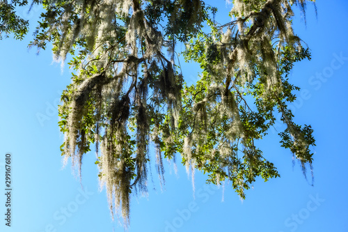 Bild auf Leinwand old growth southern live oak trees with Spanish moss