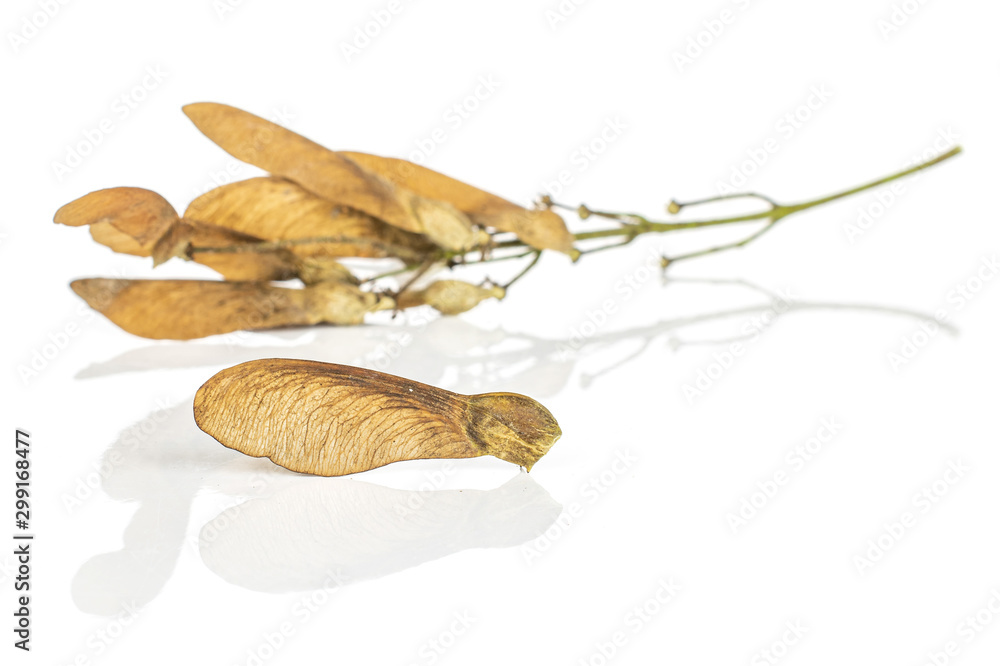 Lot of whole brown winged achene samara front focus isolated on white background Lot of whole brown winged achene samara front focus isolated on white background