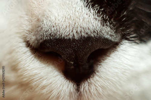 Close-up of a black nose of a black and white cat