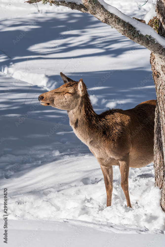 A female red deer stands behind a tree in the forest in winter A female red deer stands behind a tree in the forest in winter