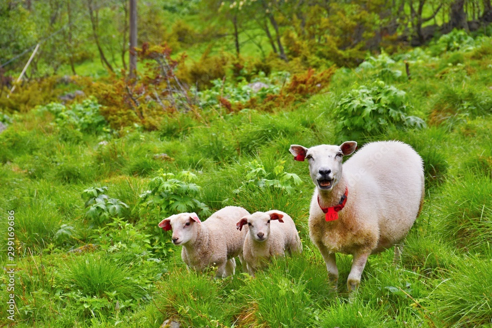 Obraz premium Sheep and lambs in Norway mountains