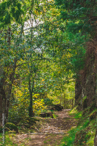 Trail in the middle of green woods